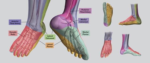 Treat foot ulcers with the angiosome concept | Peripheral Intervention