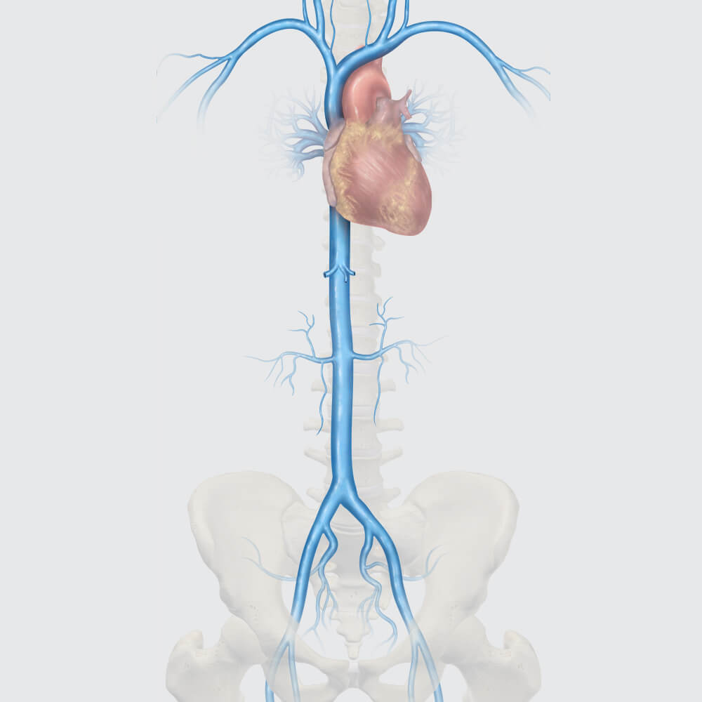 pulmonary system to iliacs